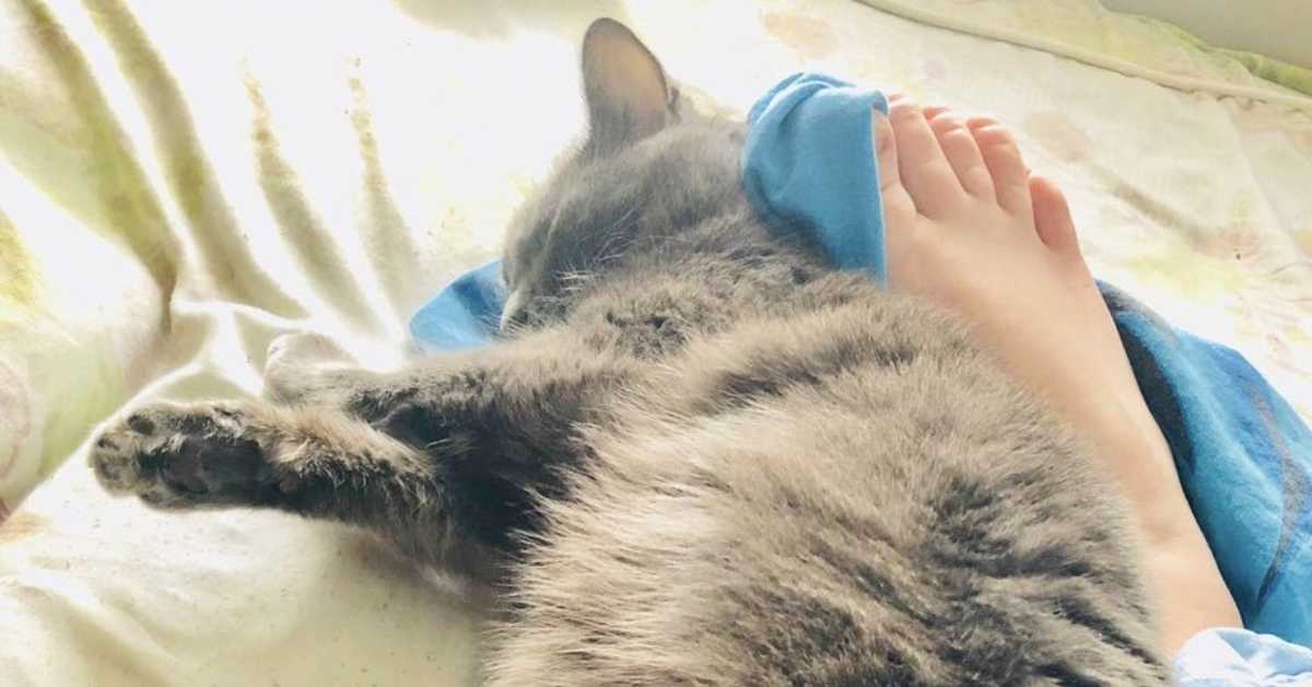 4 причины почему кошка спит в ногах у человека
