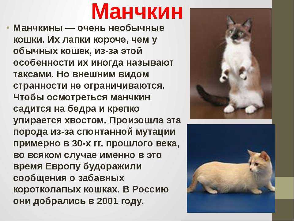 Анатолийские кошки: описание породы, особенности содержания