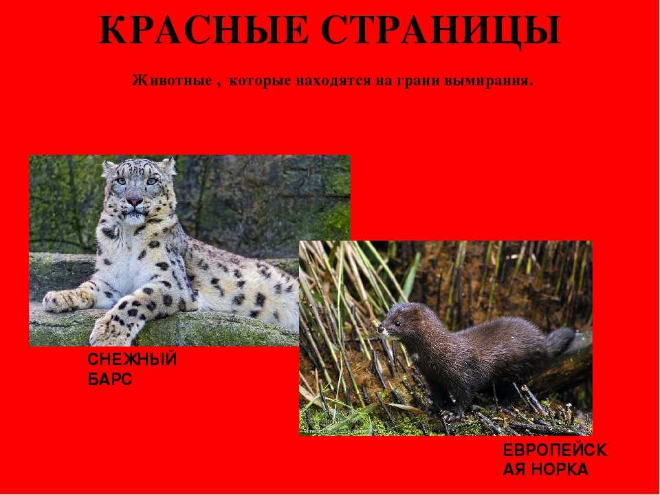 Животные красной книги россии: полный список с фото и описанием