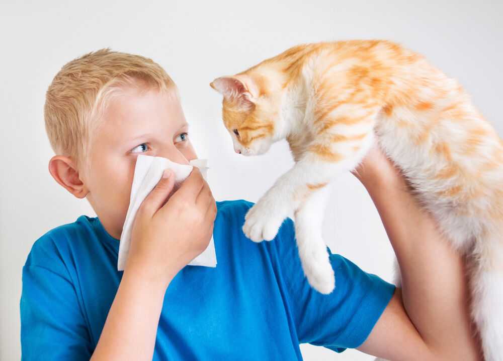 Бывает ли аллергия у кошек, какие причины, симптомы и как ее лечить: раскрываем вопрос