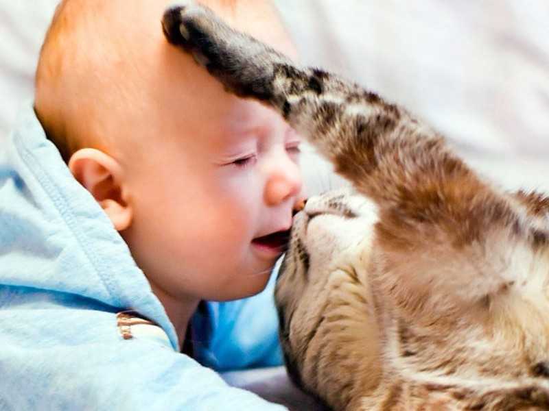 Как знакомить кошек с ребенком