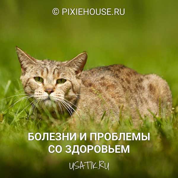 Пиксибоб: особенности породы кошек и условия их содержания