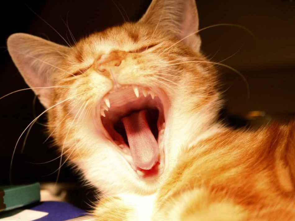 Что делать, если кошка тяжело дышит открытым ртом