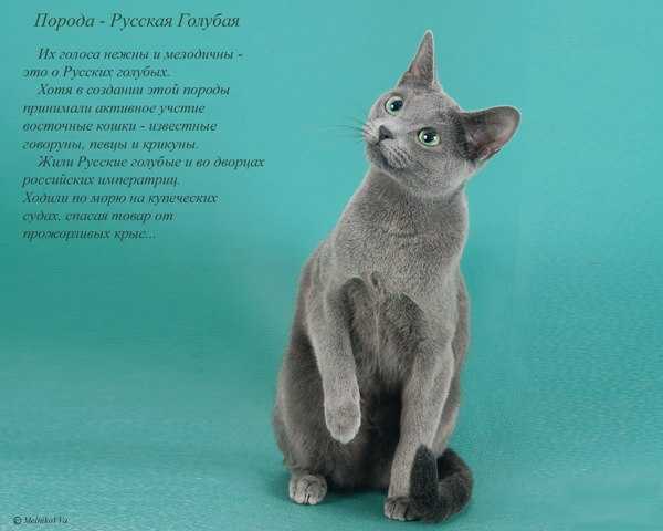 Русская голубая кошка: фото, описание, характер, содержание