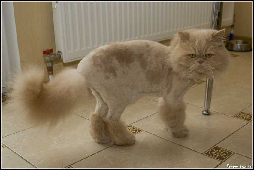 «кошек стричь опаснее, чем собак»: как работают стилисты для животных - vtomske.ru