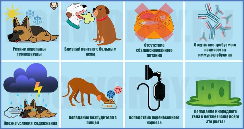Собака лечение легких. Профилактика пневмоний у животных. Пневмония у собак симптомы.