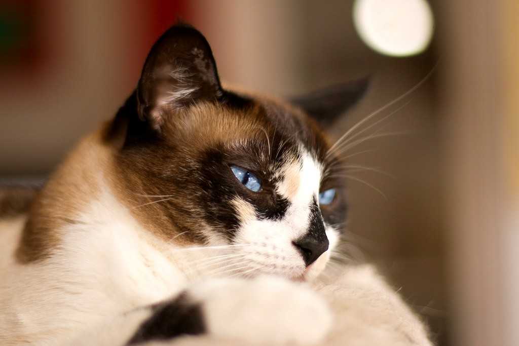 Кошки породы сноу-шу: описание, вариации окраса и особенности содержания