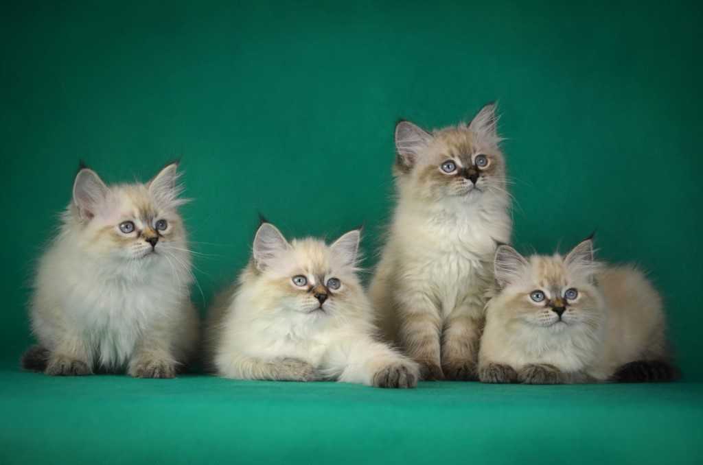 Сибирские кошки и невские маскарадные кошки купить в москве-питомник звёзда маскарада