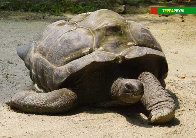 Слоновая черепаха | мир животных и растений