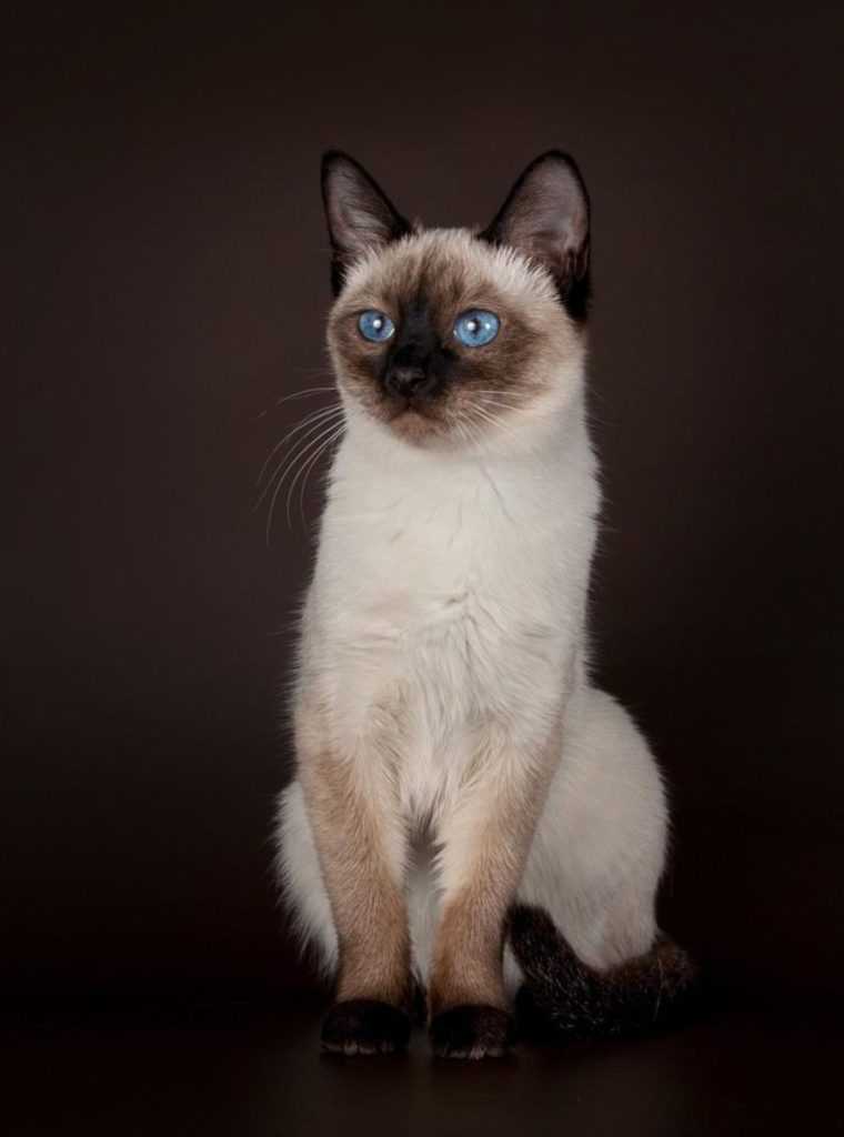 Тайская кошка ? фото, описание, характер, факты, плюсы, минусы кошки ✔