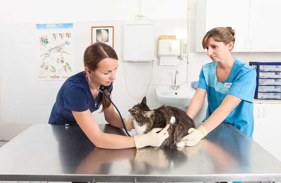 Болезни кошек: симптомы, лечение и профилактика