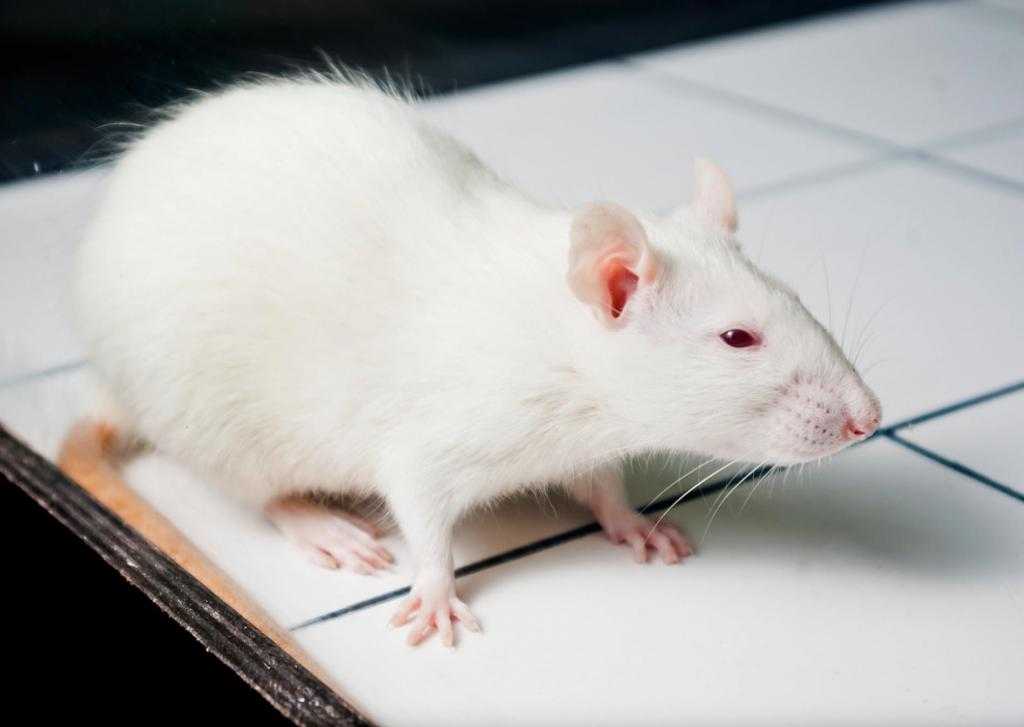 Сколько живут домашние крысы: уход и содержание