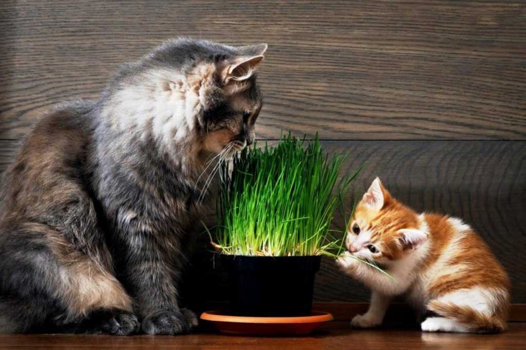 Почему кошки и коты едят траву и какую именно им можно, а какую нет - об этом мы сегодня и поговорим.