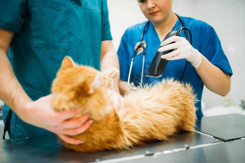 Генетические заболевания кошек: список и на фотоветлечебница рос-вет