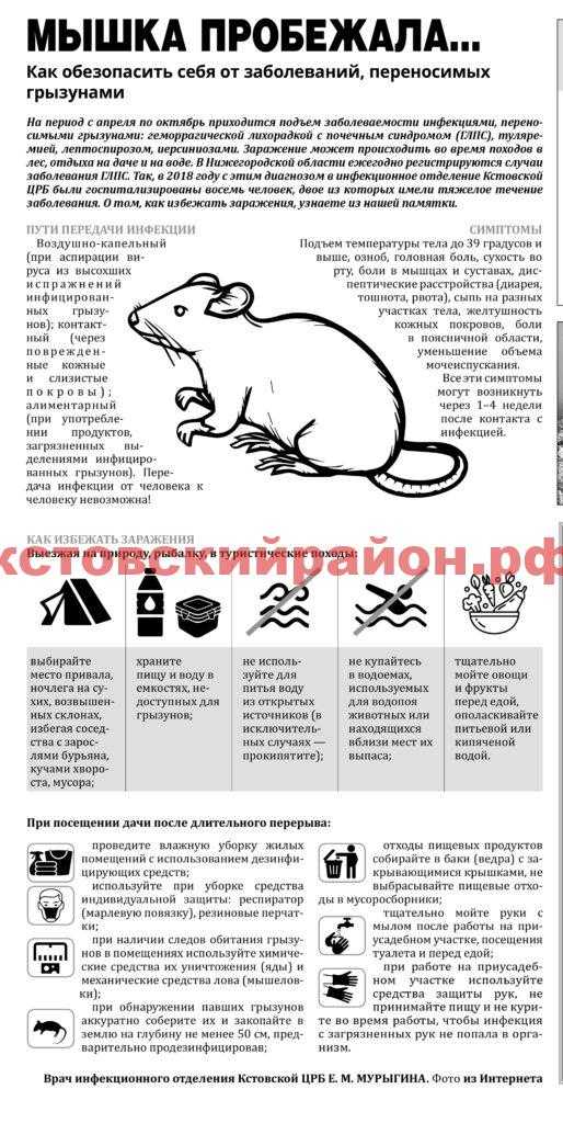 Причины смерти домашней крысы от заболеваний. Как понять что крыса умирает от старости. Уход за престарелой крысой. Как похоронить зверька.