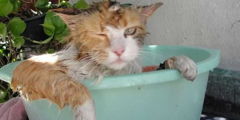 Тепловой удар у кошки: признаки, первая помощь и лечение
