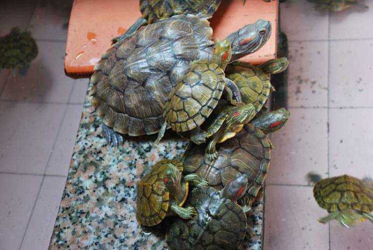 Спячка черепахи (зимовка)
