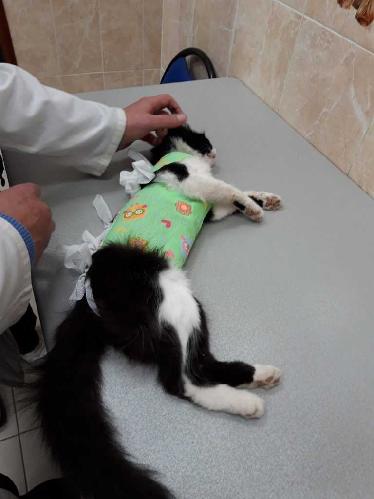 Как самостоятельно снять швы у кошки после стерилизации: подготовка и правила безопасности