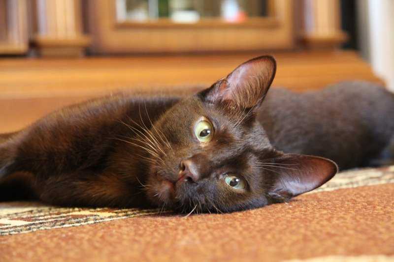 Кошка гавана — характеристика кошки, допустимый окрас шерсти. сколько живет и чем питается, плюсы и минусы породы (фото + отзывы)