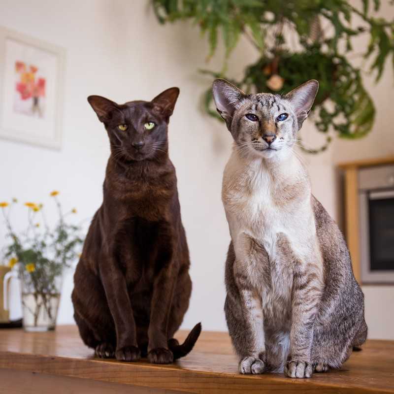 Породы кошек с большими глазами: описание, фото питомца, особенности характера