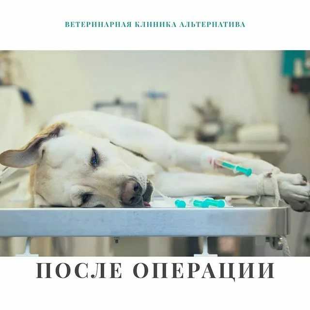 Снятие швов у кошек после стерилизации (операции)
