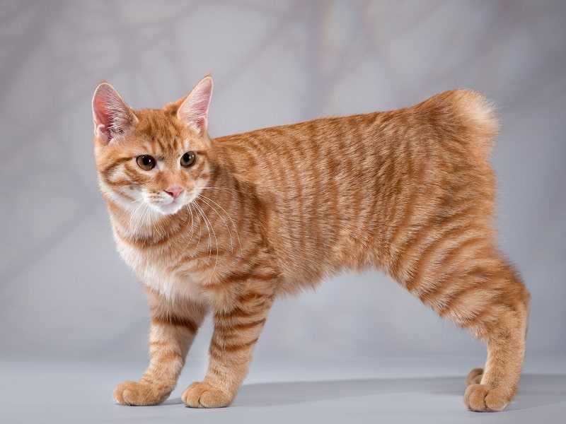 Кошка породы мэнкс: описание внешности, характер, цена и советы по правильному уходу (115 фото)