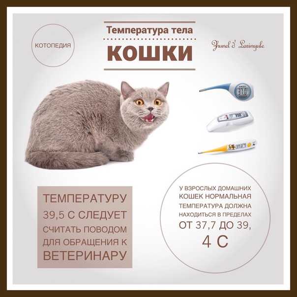 Ректальная кошка. Нормальная температура тела кота. Температура тела у котов в норме. Нормальная температура у котенка 3. Нормальная температура у кота.