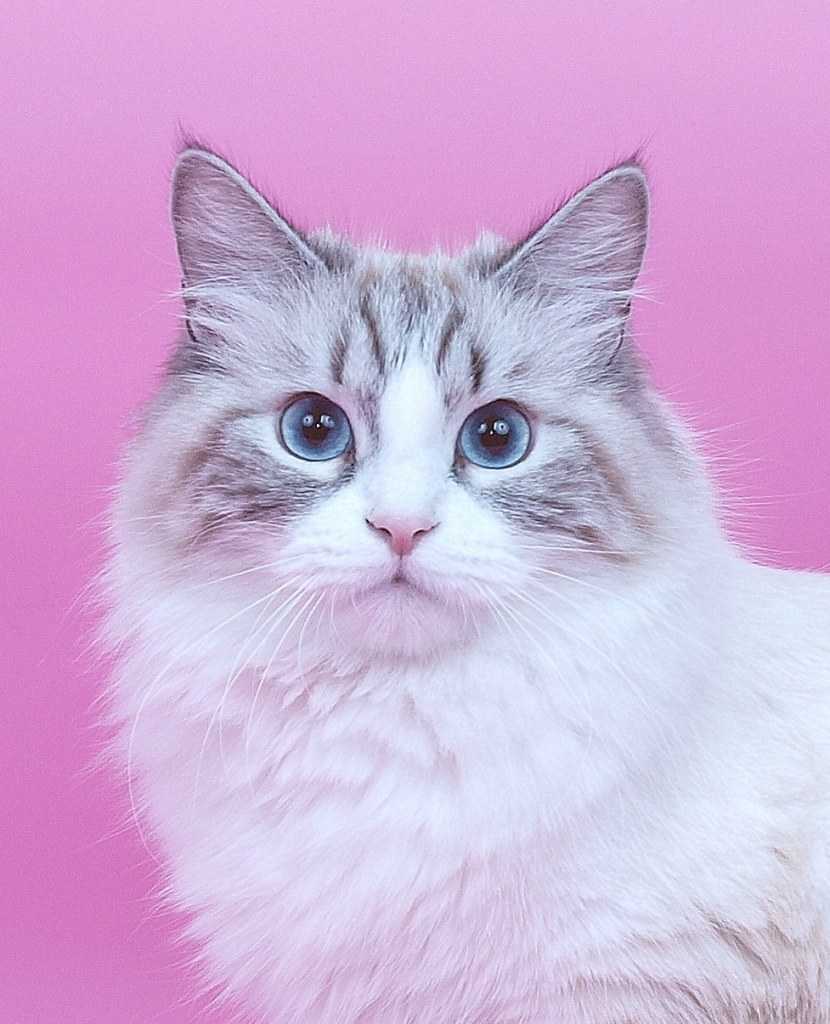 Кошка розовая глаза. Невская маскарадная кошка. Порода кошек Невская маскарадная. Невская маскарадная кошка серая. Сибирская белая маскарадная кошка.