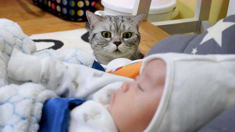 Малыш и кошка: воспитание любовью. как подготовиться к появлению ребенка, если в доме уже живет кот, чтобы все были здоровы и счастливы