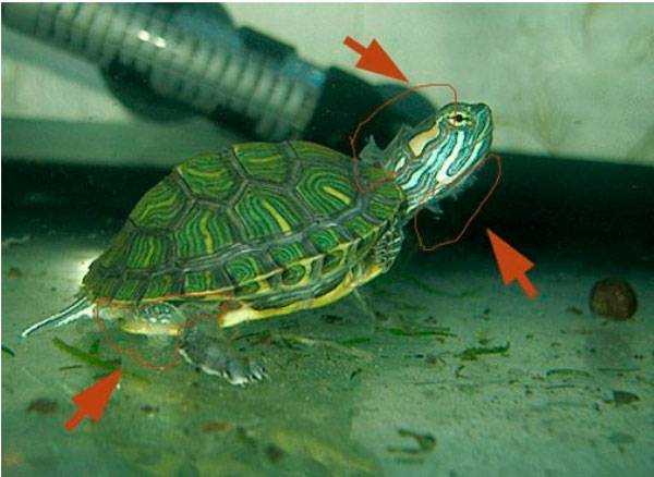 Почему у черепахи красноухой, сухопутной или других видов отслаивается панцирь
