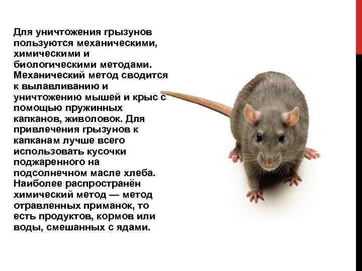 Сколько лет живут крысы, какие опасности подстерегают грызунов
