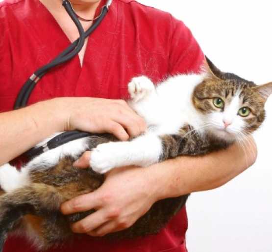 Анестезиологические риски у кошек и собак - проведение продедур под наркозом у кошек и собак. ветеринарная клиника "зоостатус"
