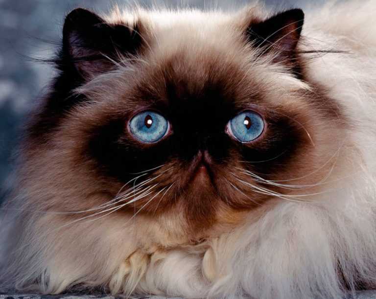 Гипоаллергенная красавица – кошка аллерка