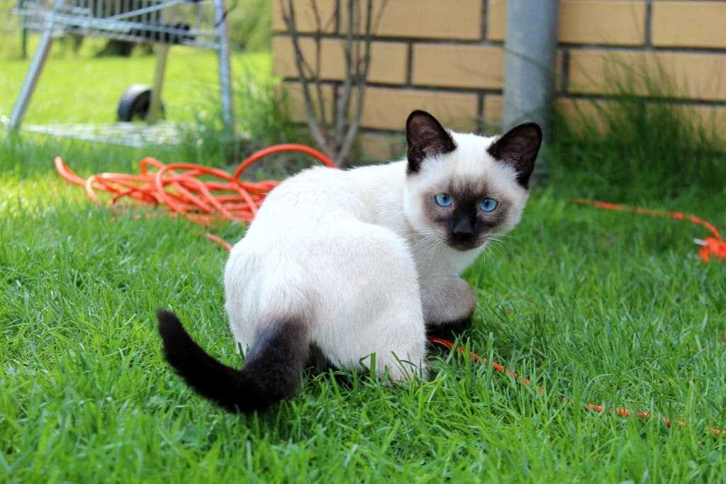 Тайские кошки: описание породы, варианты окраса и особенности содержания