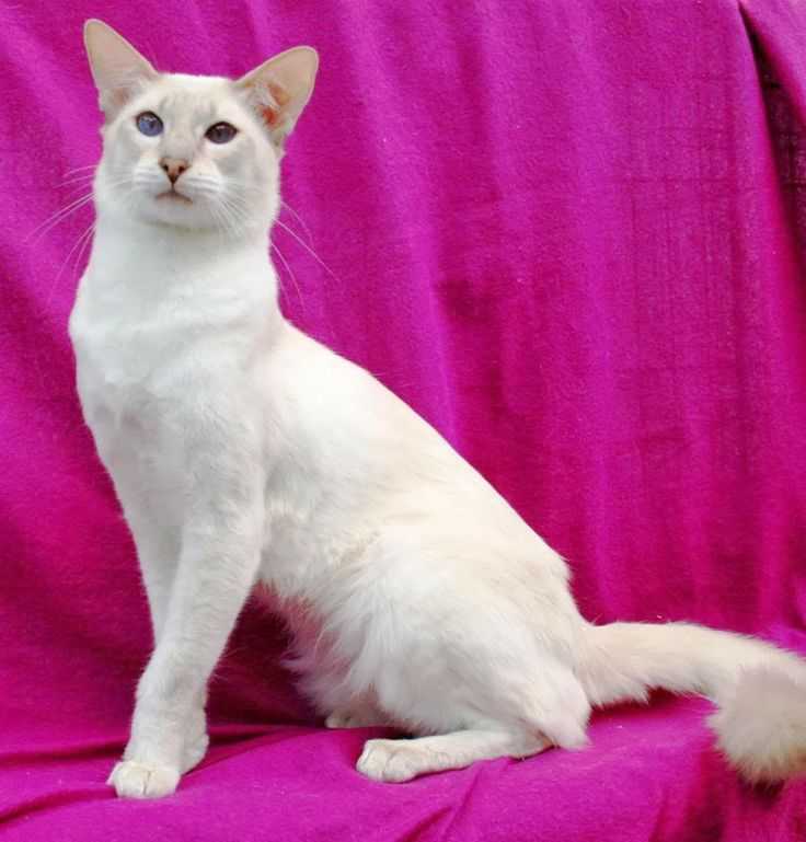 Яванская кошка: фото, характер, цена, отзывы владельцев яванеза