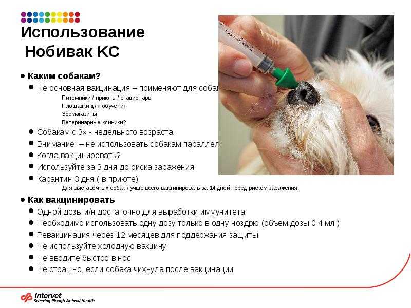 Всё, что нужно знать о прививках для собак: последствия, даты, бренды, мифы