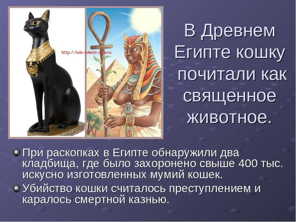Кошки в древнем египте - вики