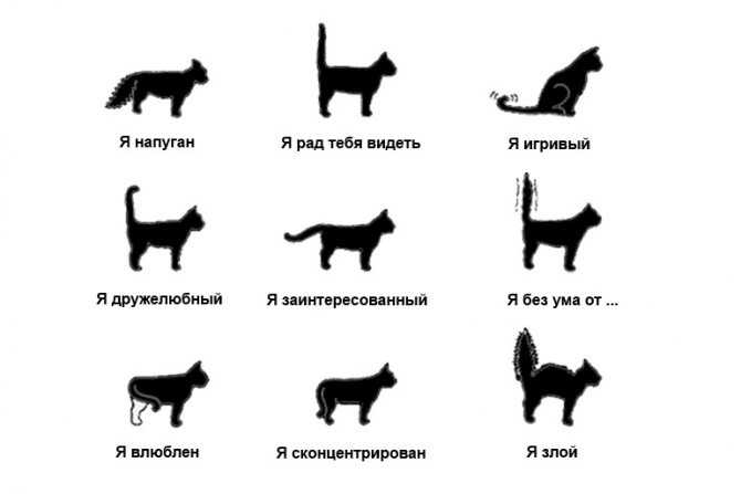 Кошачий язык, перевод на человеческий: как понять кошку, можно ли научить ее говорить?
