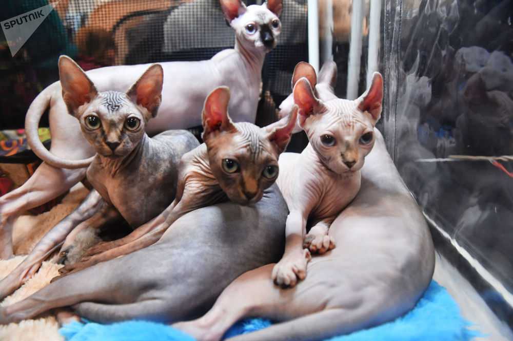Бенгальская кошка фото, цена котят, характер и поведение и особенности, отзывы
