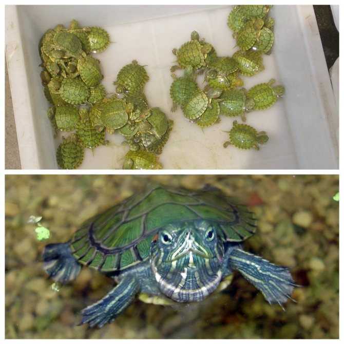 Что едят черепахи в домашних условиях?