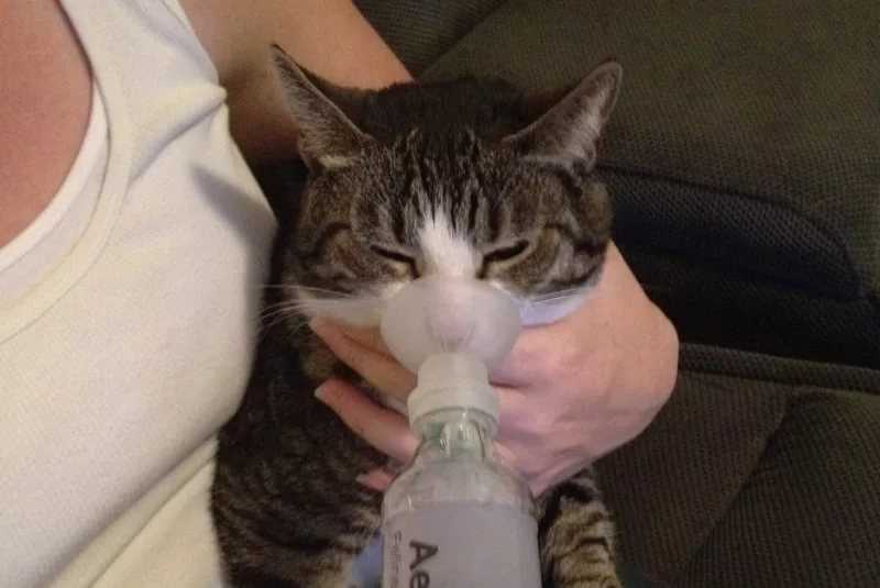 Лечение астмы у кошек
