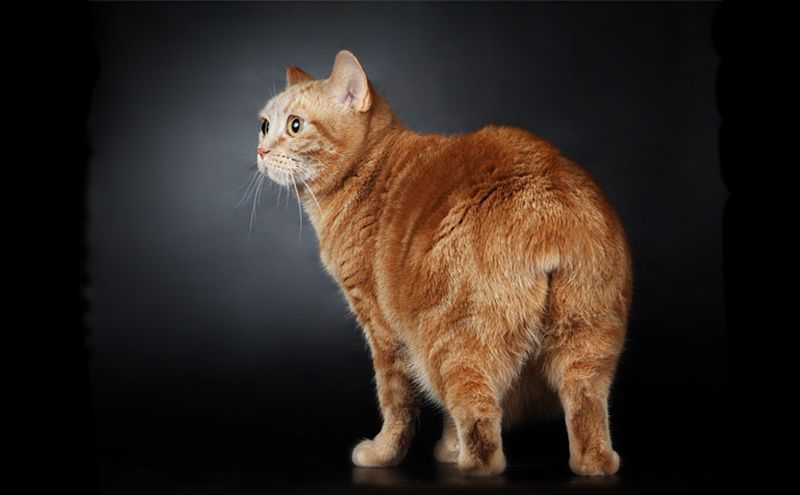 Мэнкс (мэнская бесхвостая кошка): описание породы, цена, уход и содержание, фото