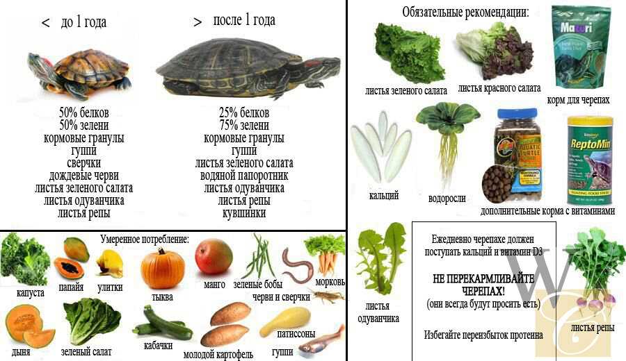 Красноухая черепаха: виды с фото и названиями, интересные факты, ареал, повадки