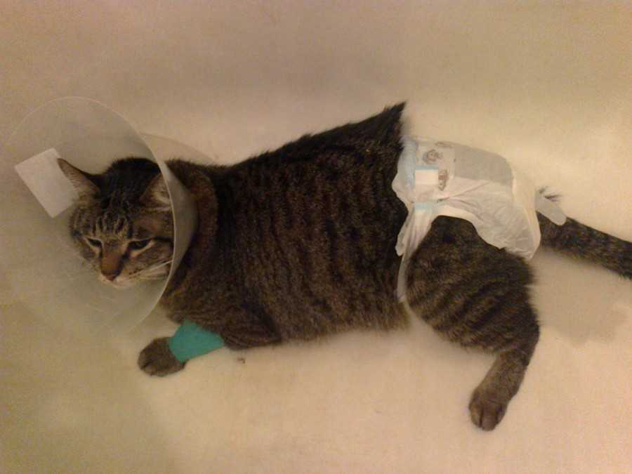 Калифорнийская сияющая кошка: не судите по одежке