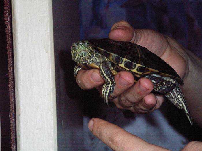 Как размножаются и спариваются водные красноухие черепахи