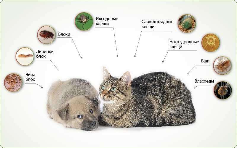 Болезни кошек: лишай, глисты, чумка, бешенство, цистит, демодекоз, клещи - донецкий ветеринарный диагностический центр