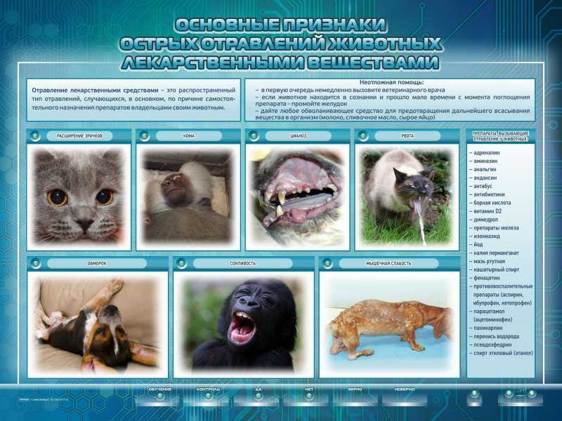 История болезни кошки. Эпизоотология Ветеринария болезни. Плакат Ветеринария. Стенд для ветеринарной клиники. Плакат ветклиники.