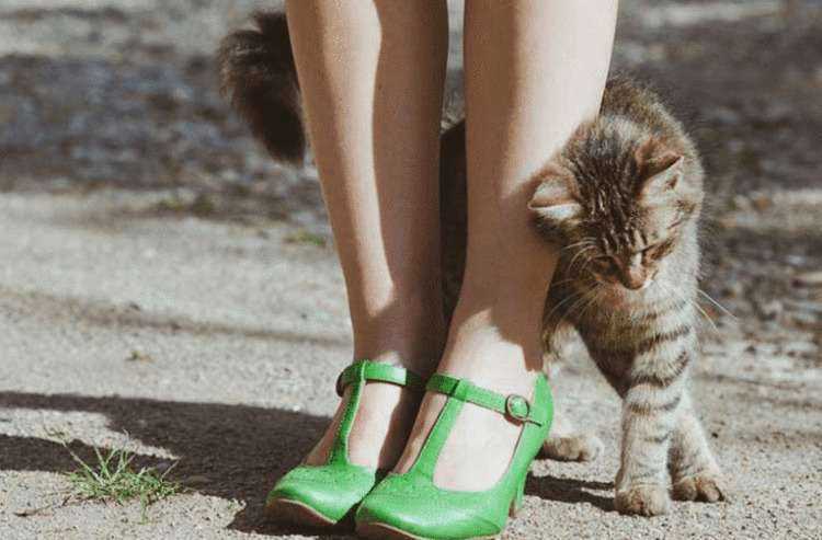 Почему кошка трется о ноги: рассказываем интересно и подробно