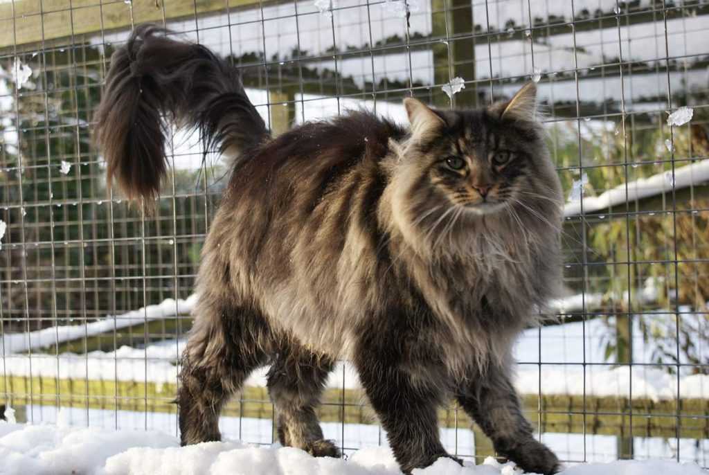 Норвежская лесная кошка: описание, содержание и разведение