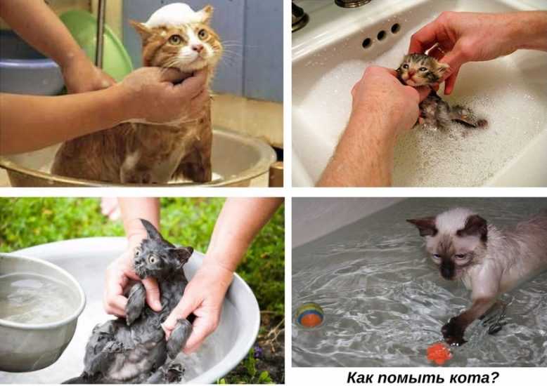Как купать котёнка: помыть первый раз, а также если он боится воды